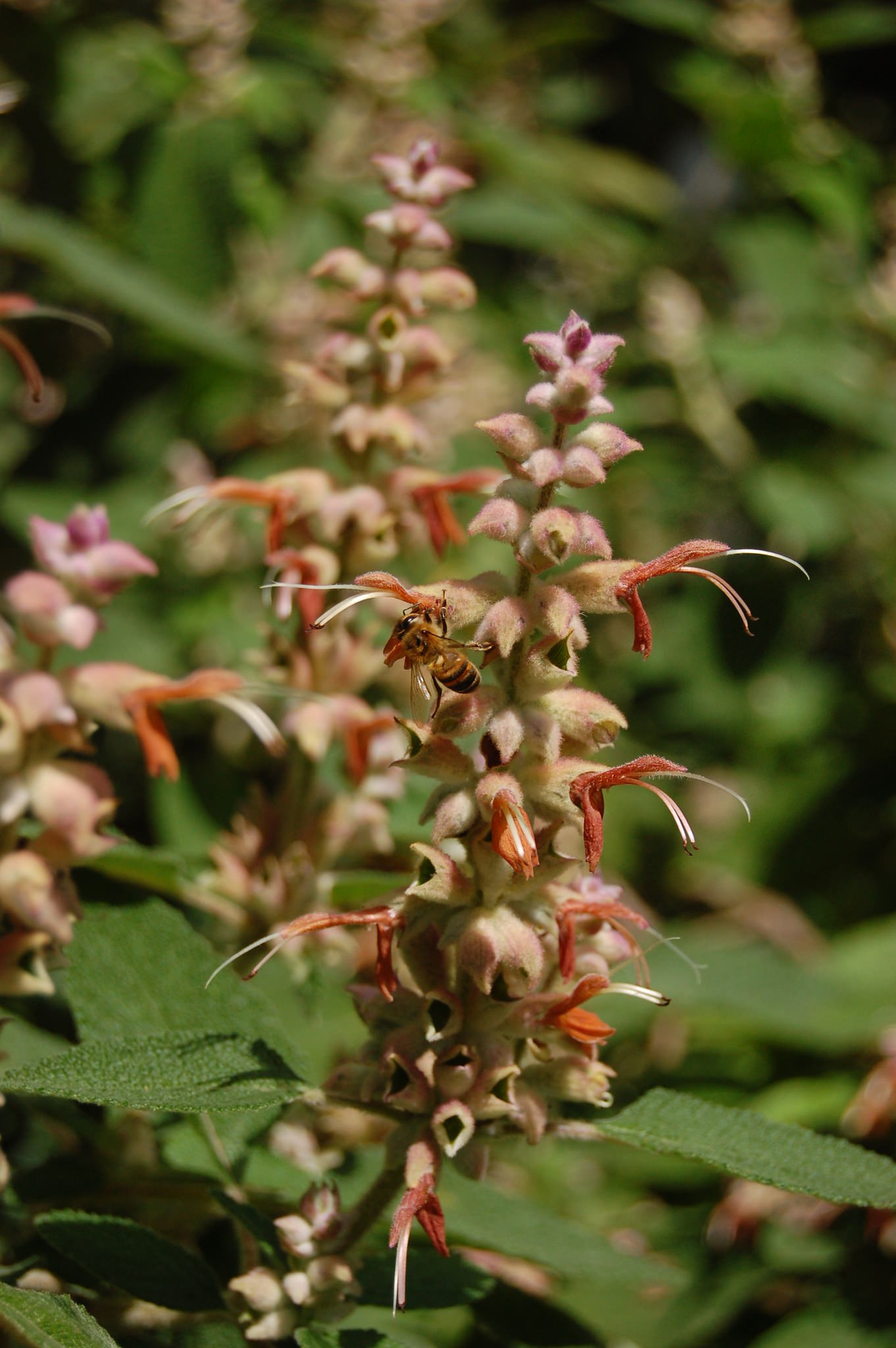 Salvia lasiantha
